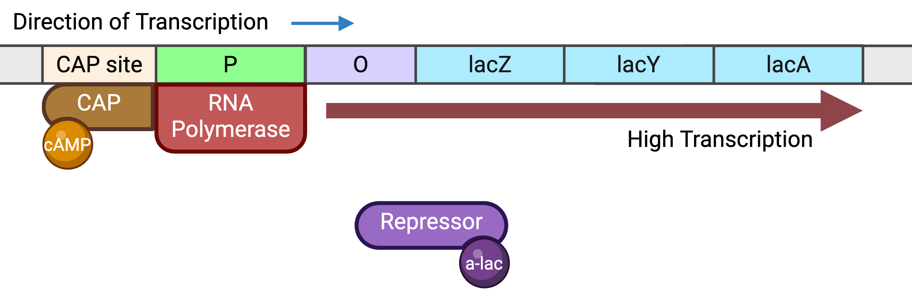 Lac Operon Diagram With Glucose