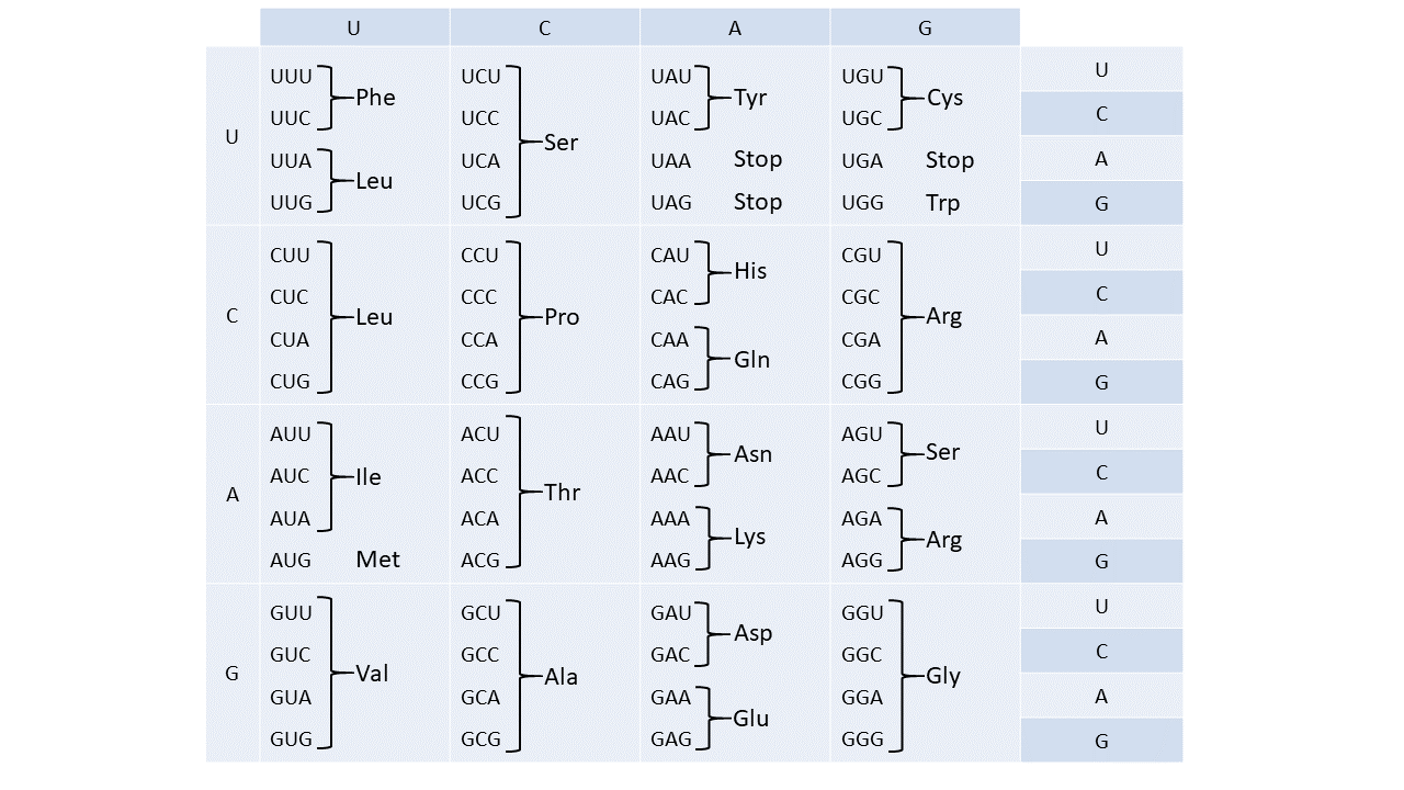 Codon Chart Worksheet 700x545