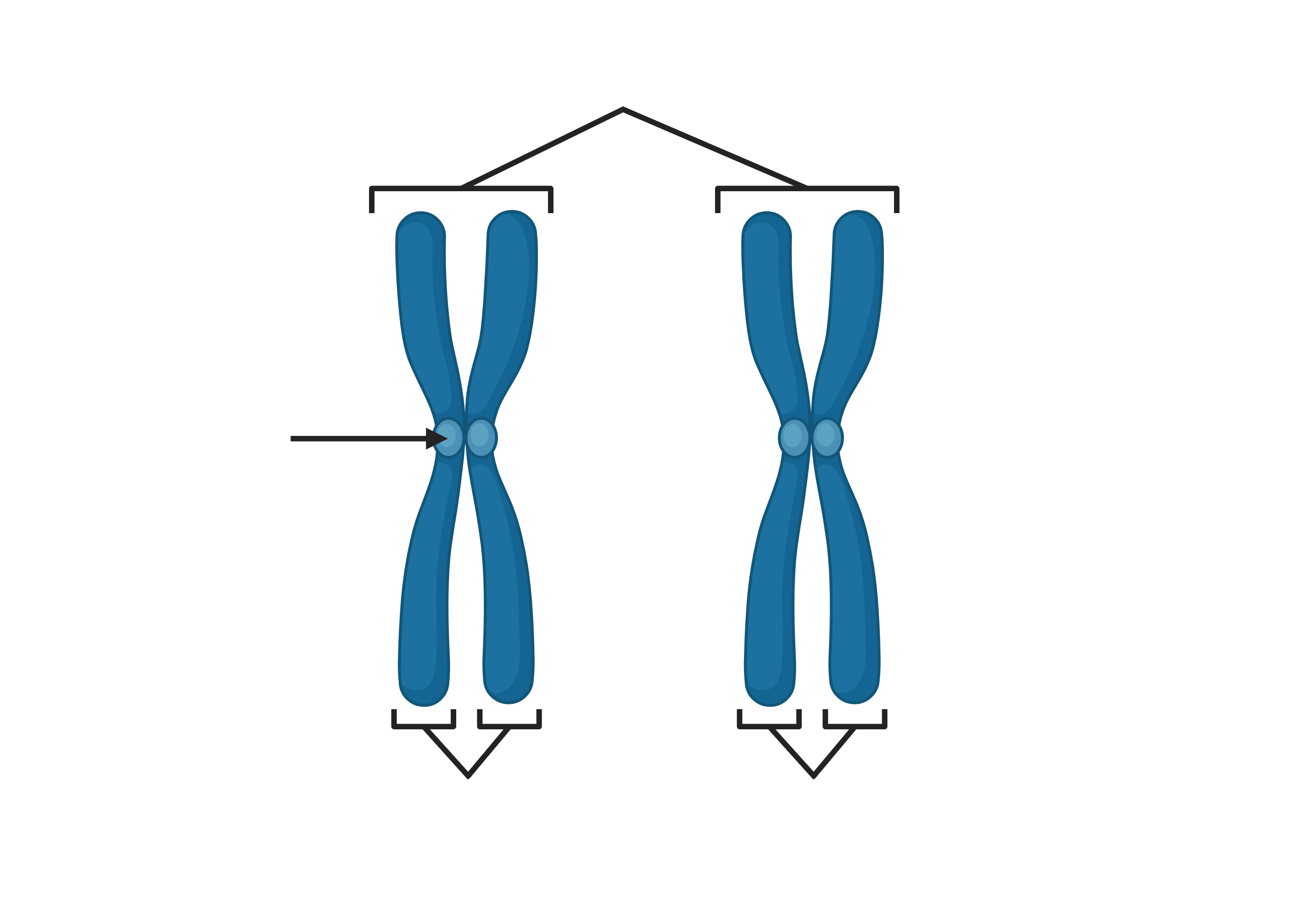 Which Chromosomes Are Homologous